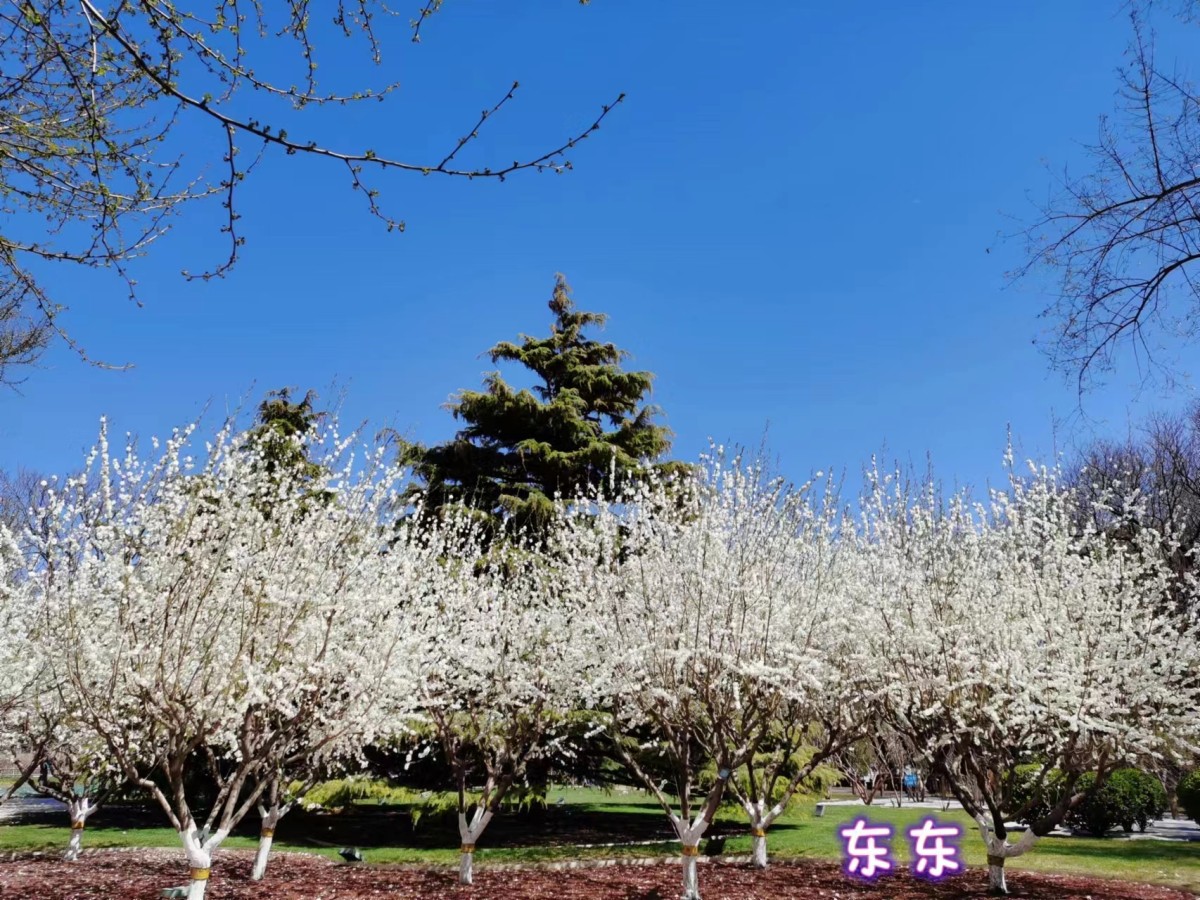 午休时间跟同事一起出来公园走走，随手一拍都是大片既视感。终于