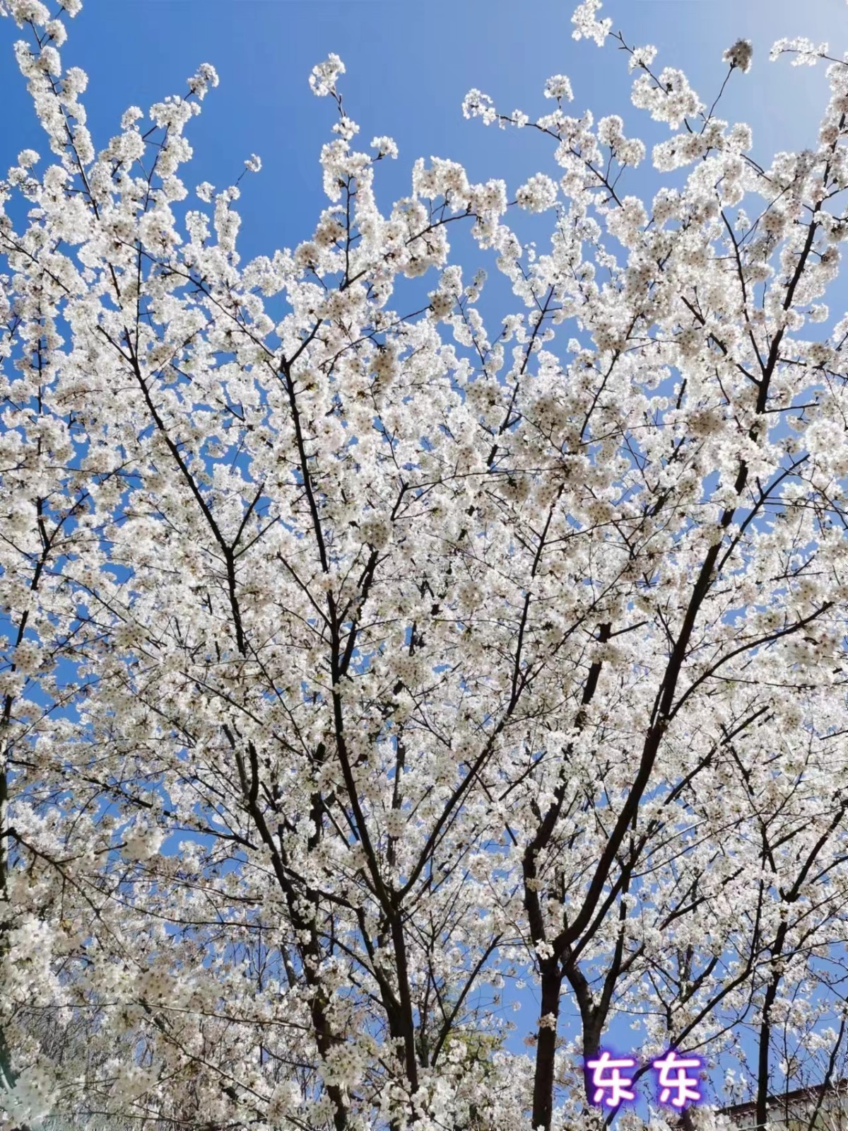 午休时间跟同事一起出来公园走走，随手一拍都是大片既视感。终于