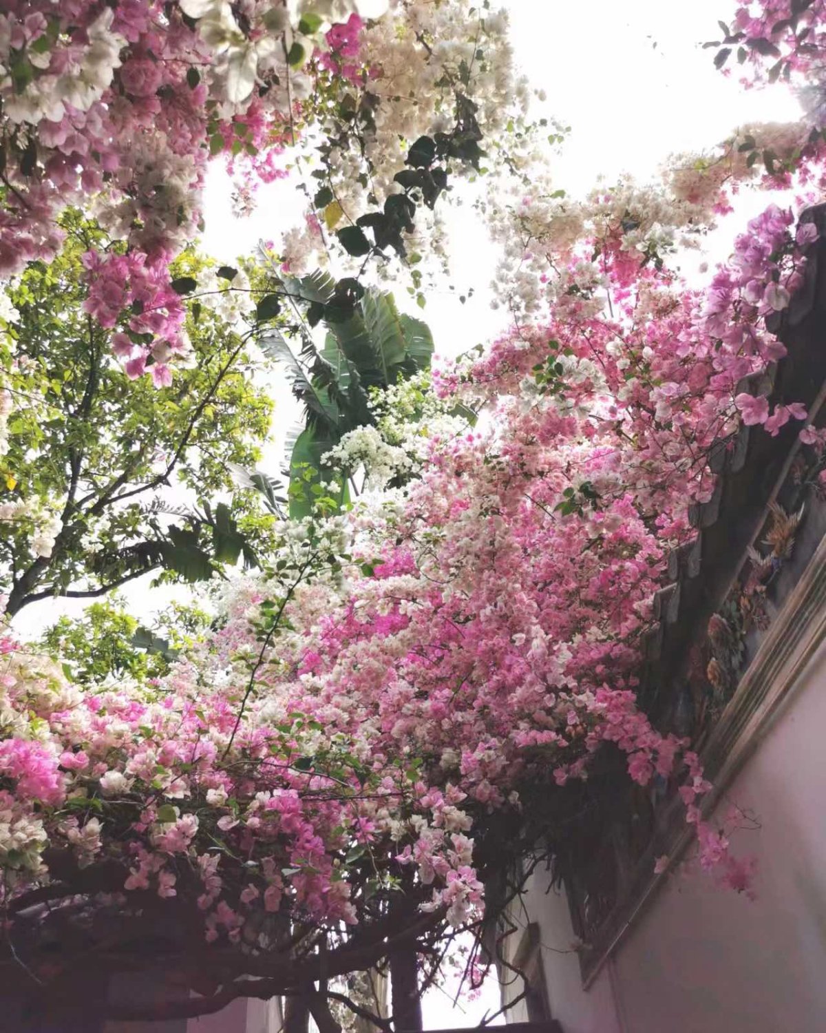 春色满园关不住。 一的三角梅瀑布真的不要太美丽了！樱粉色太梦