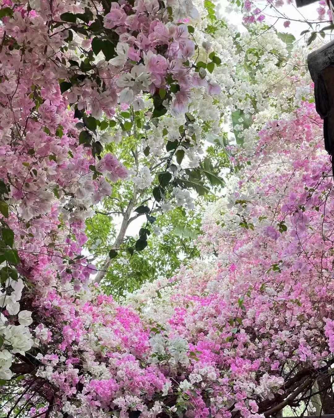 春色满园关不住。 一的三角梅瀑布真的不要太美丽了！樱粉色太梦