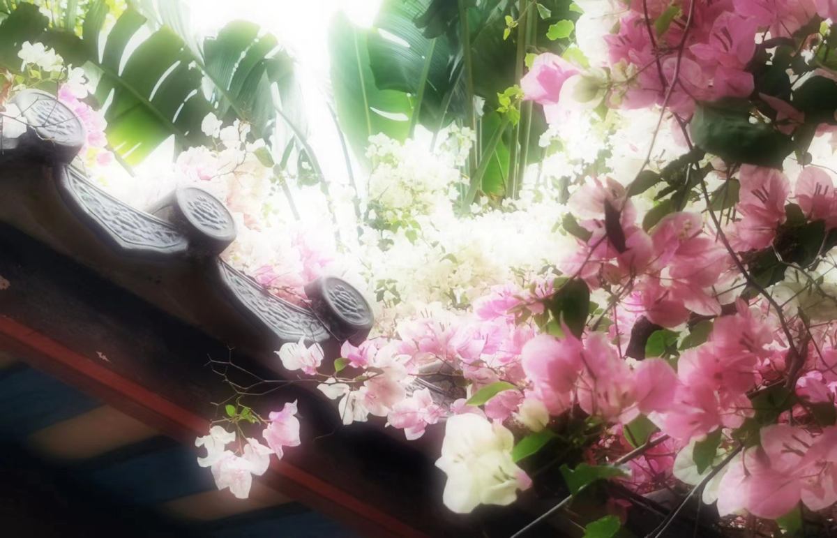 春色满园关不住。 一的三角梅瀑布真的不要太美丽了！樱粉色太梦