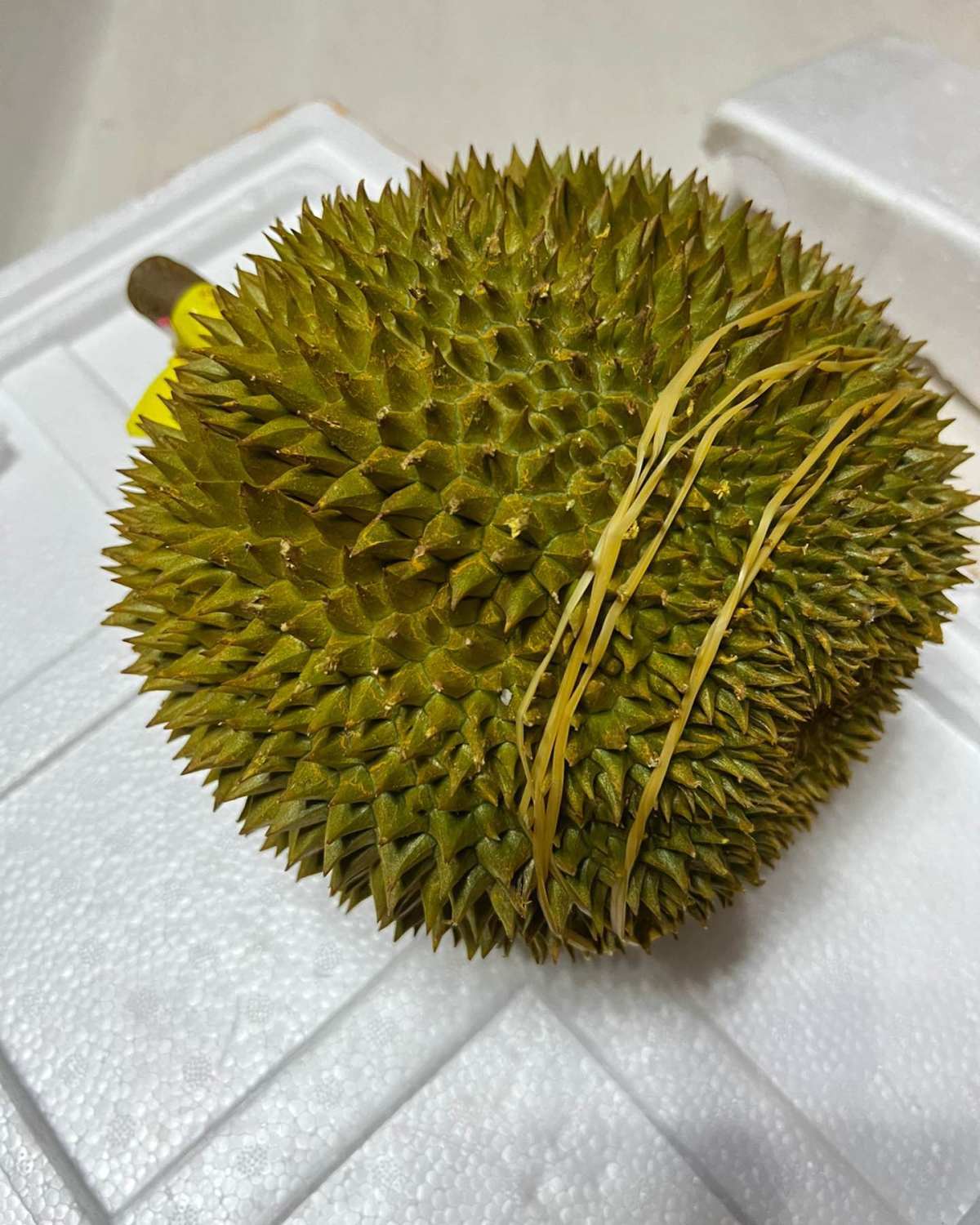 🧸今天又来开榴莲了，今天开的是尖竹汶1号，果形太优秀了，球