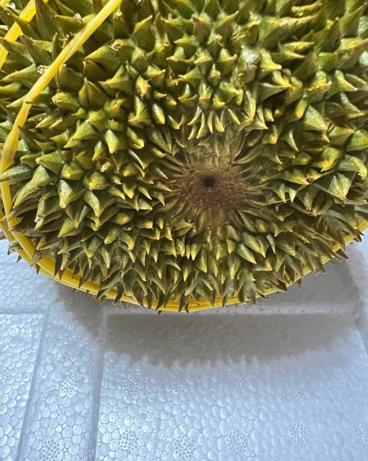 🧸今天又来开榴莲了，今天开的是尖竹汶1号，果形太优秀了，球