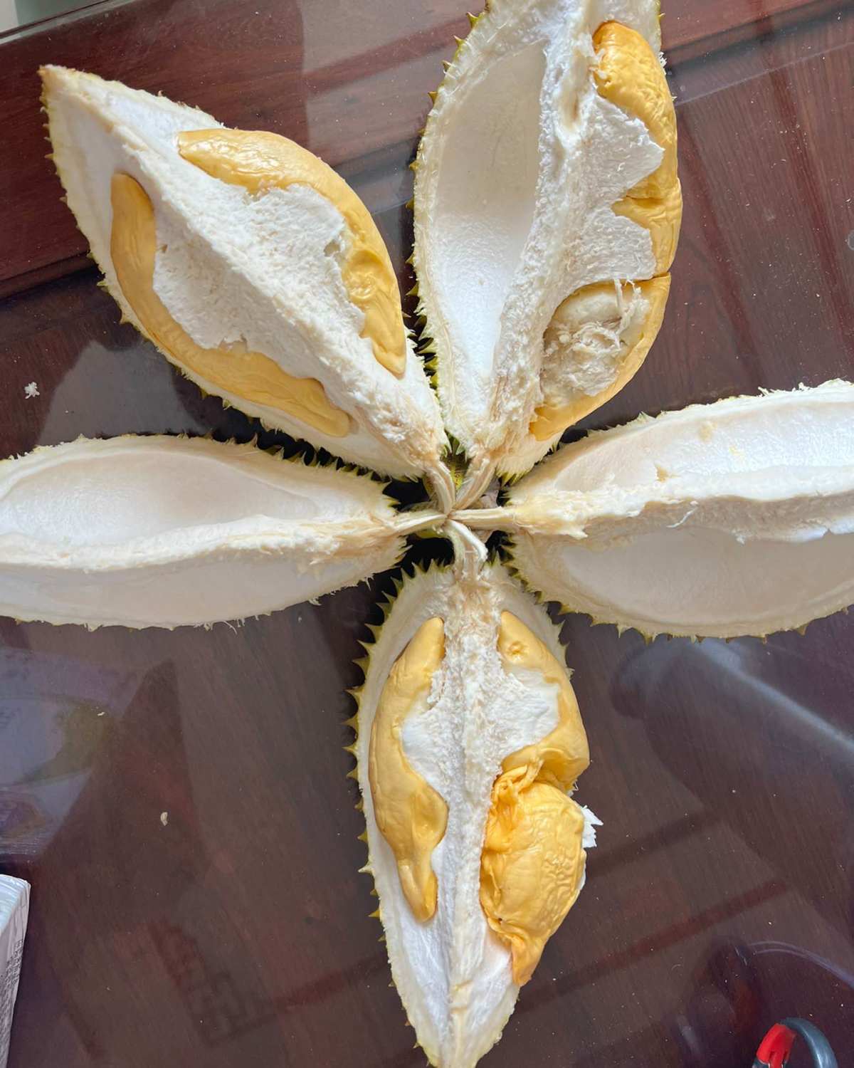 🧸今天又又来开榴莲了，开的软金月（别名暖通赞 软金月  玛