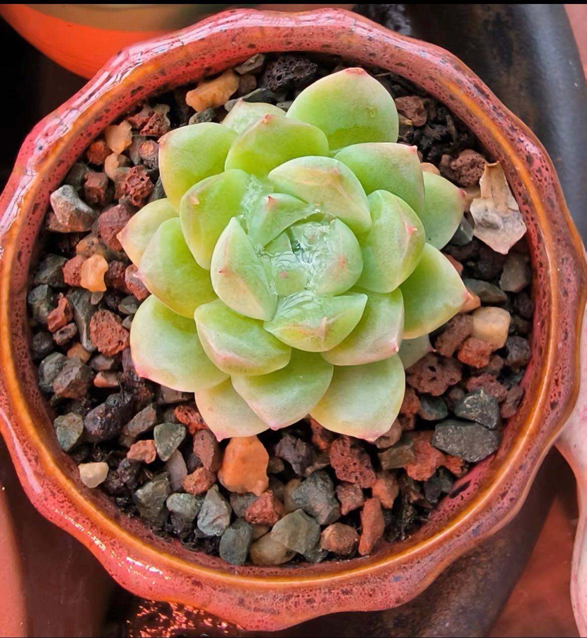 🌸今年又回归开始种肉肉了，花钱买肉肉，买盆盆，当然要想种好