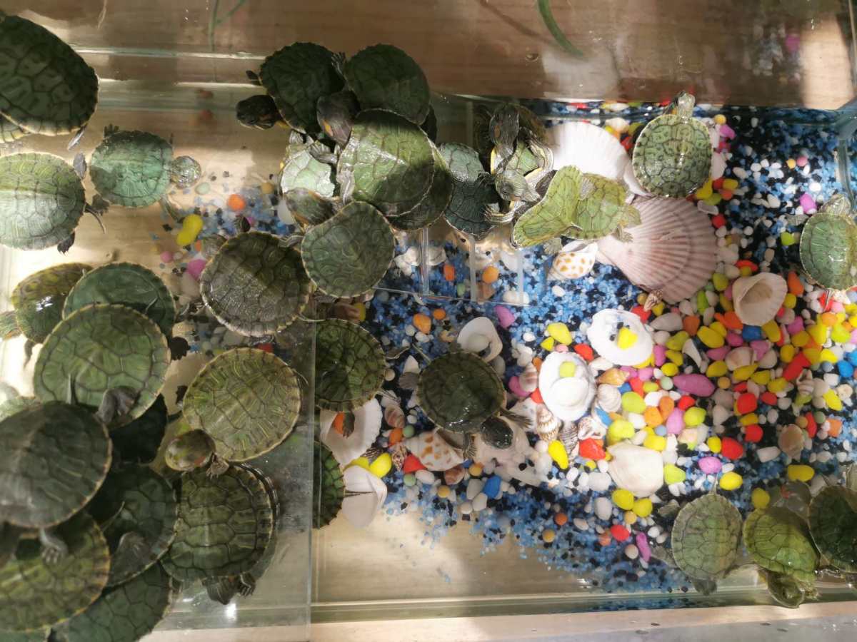 前几天看天气预报说今天会有大风大雨，结果睡醒了发现仍然是好天