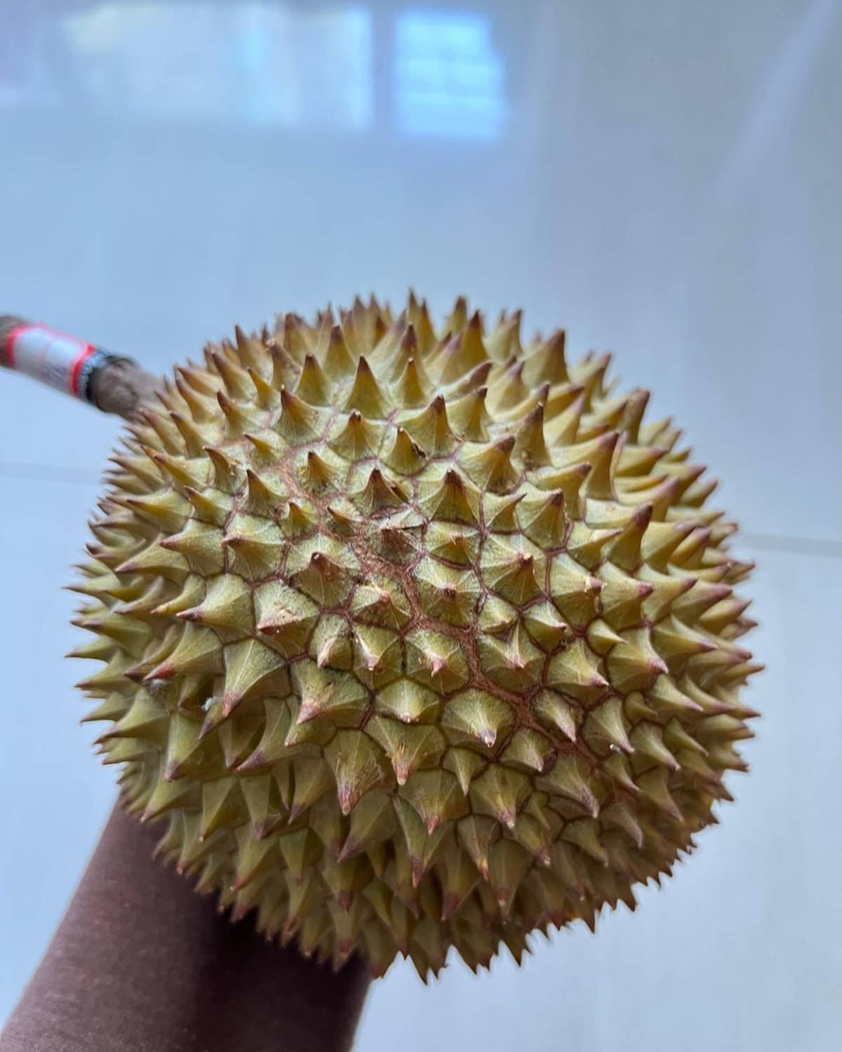 🧸前两天在小猪直播间买的榴莲部落的果-伊利，有点小贵，68