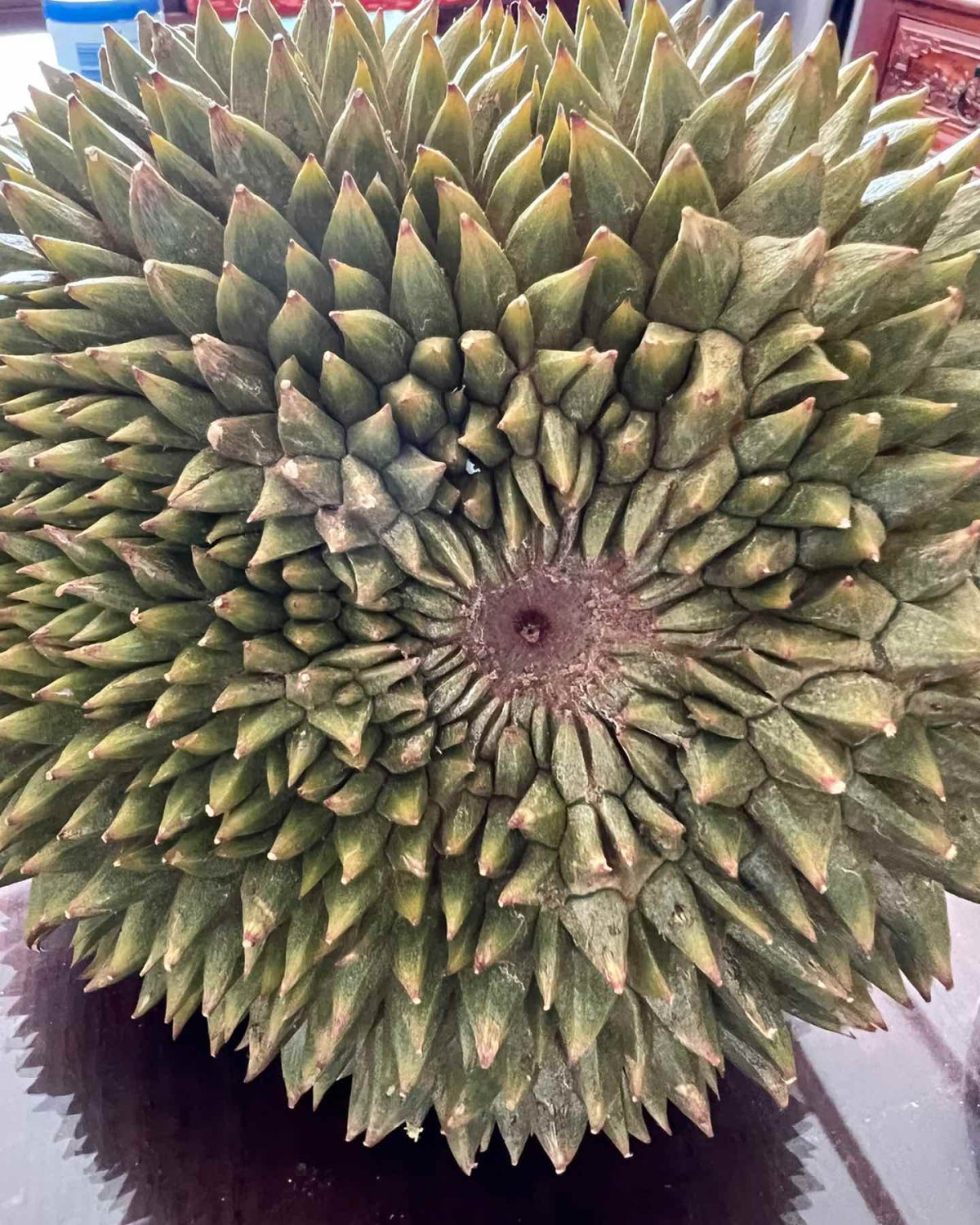 🧸在小明直播间买的榴莲部落的果-蛙王，55一斤，果型不算特