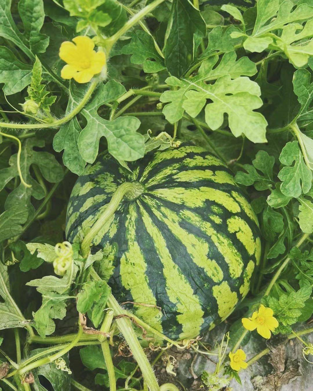 抱瓜🍉摘桃🍑的一天