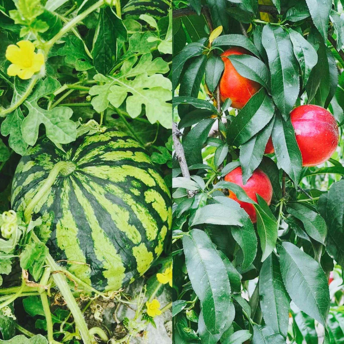 抱瓜🍉摘桃🍑的一天