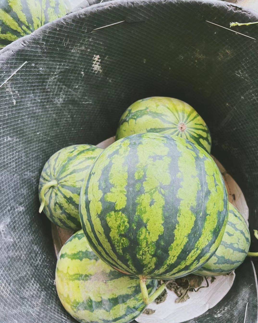 抱瓜🍉摘桃🍑的一天