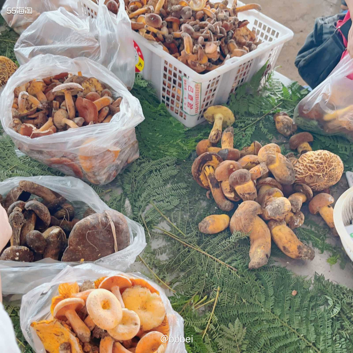 🌼野生菌市场 🍃 雨季地云南是不折不扣的菌子王国。中国的