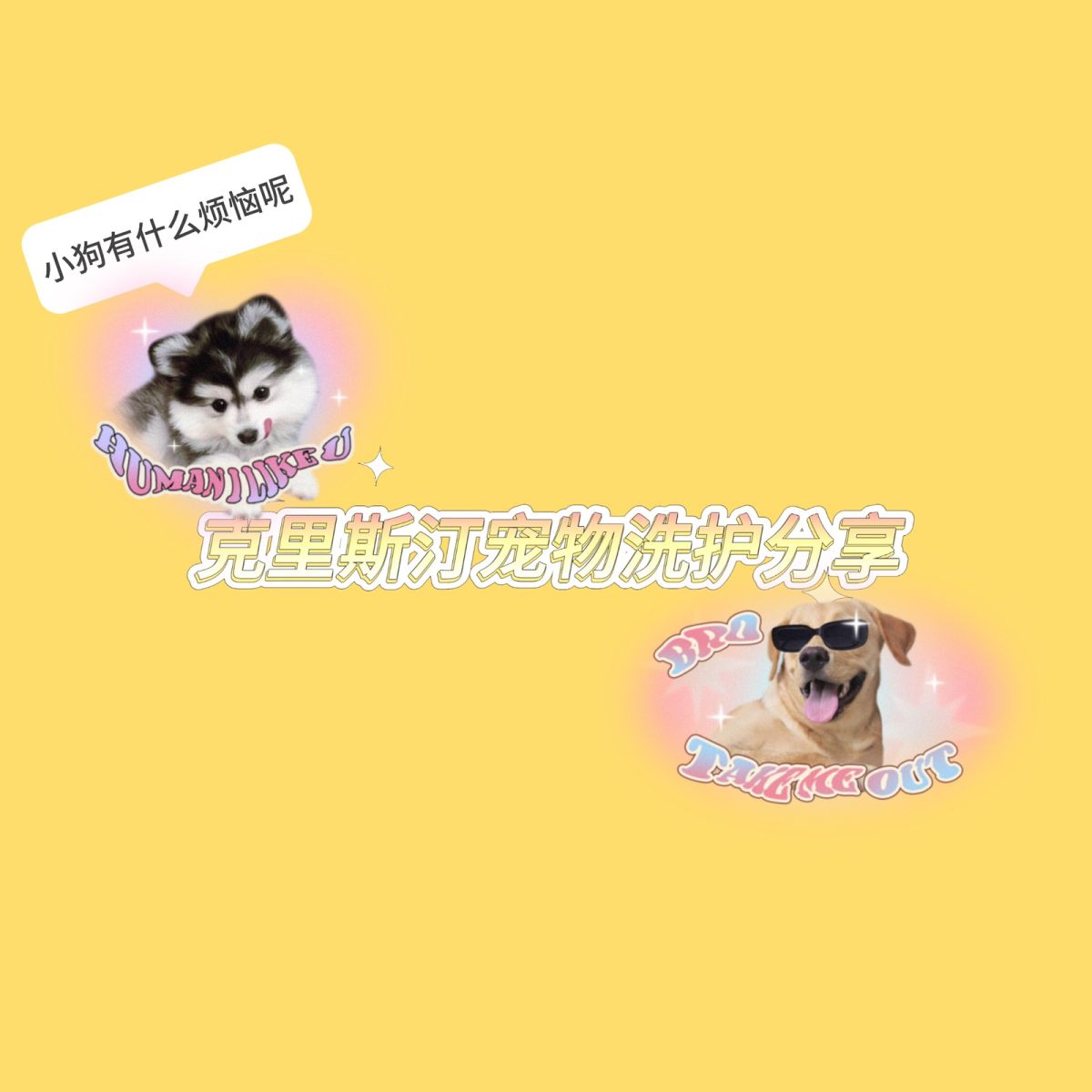 终于明白了为什么有钱人才养宠物了，真的不是在花钱，就是在花钱