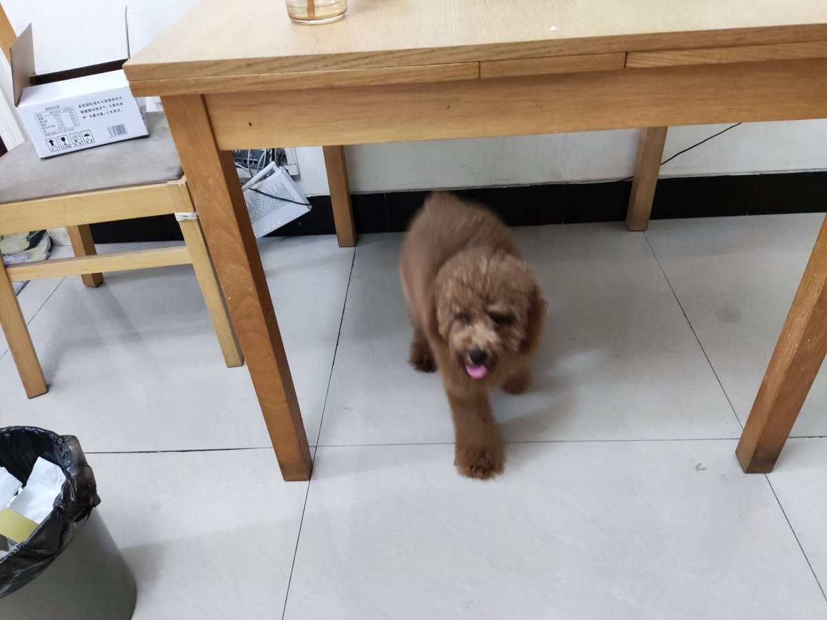 终于明白了为什么有钱人才养宠物了，真的不是在花钱，就是在花钱