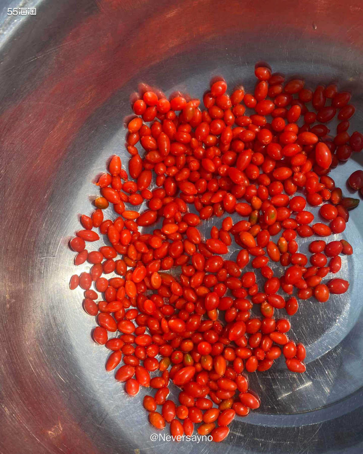 偶遇野生小枸杞，摘下来风干泡水也不错  🍂前几天去海边溜达