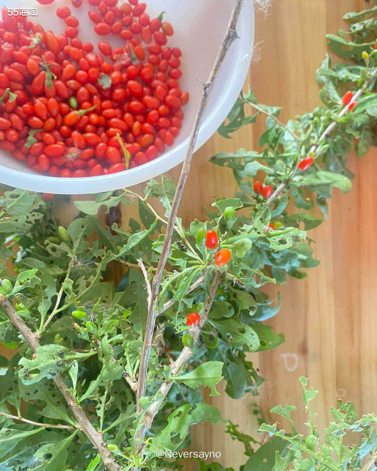 偶遇野生小枸杞，摘下来风干泡水也不错  🍂前几天去海边溜达