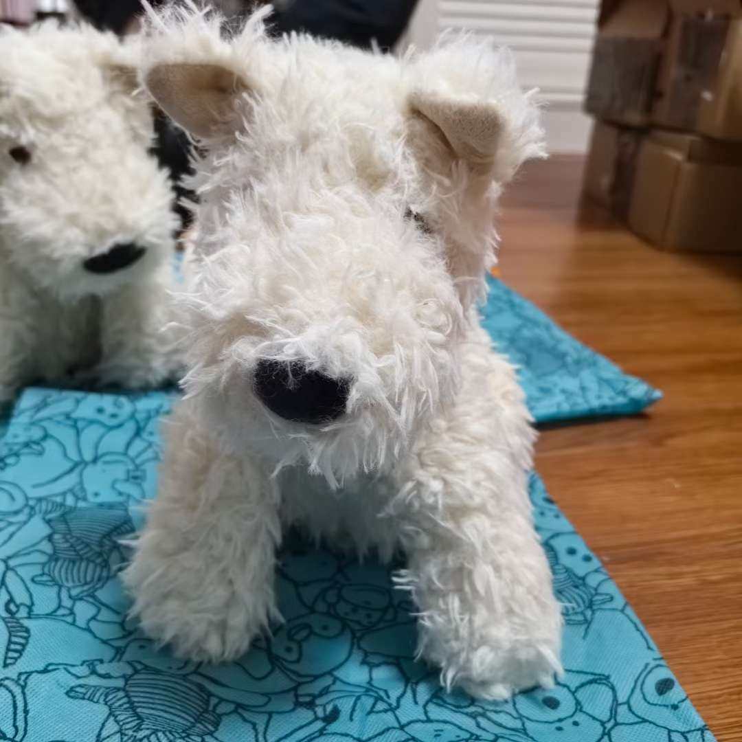 ☑开箱： jellycat 西高地  ☑下单地/价格 官网买