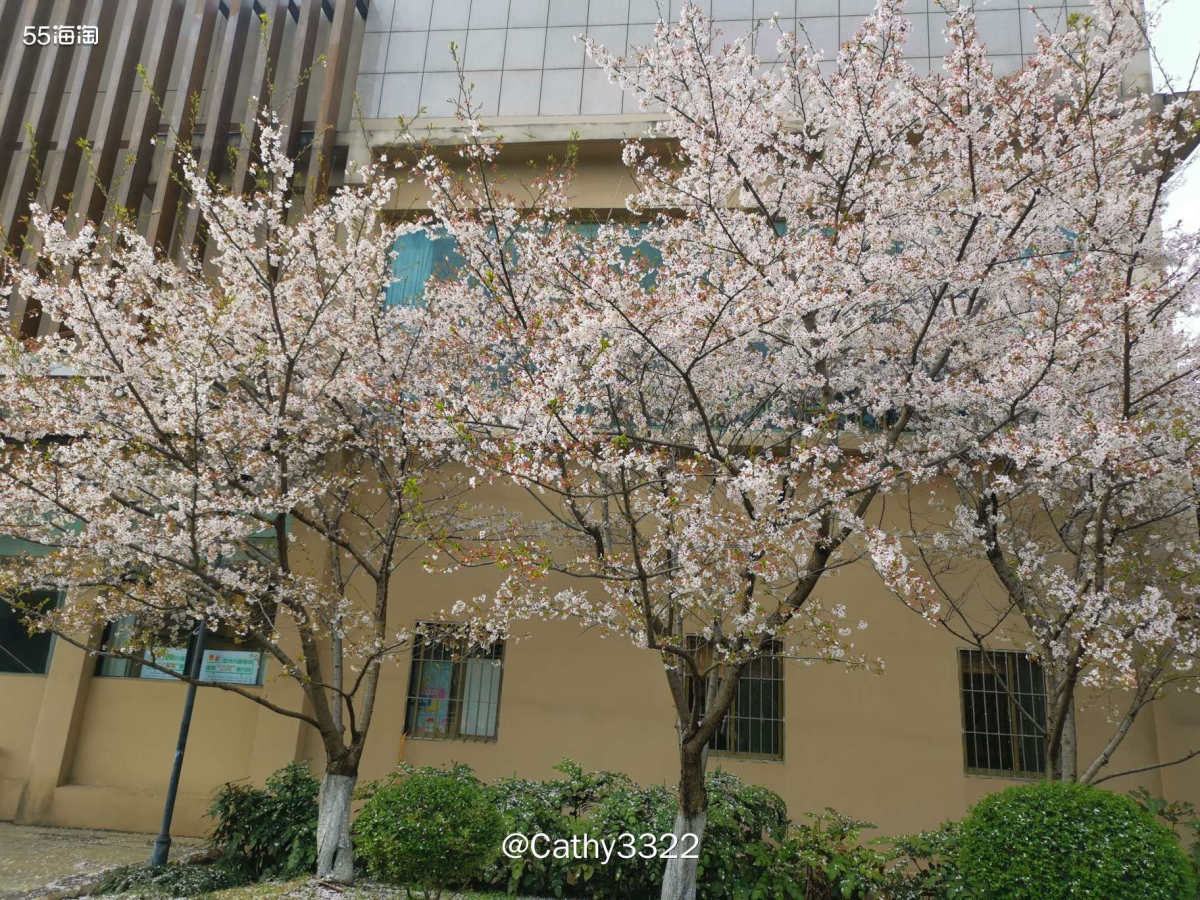 🌸最近必胜客的79.9的套餐还蛮值得！可以点两个主食（比萨
