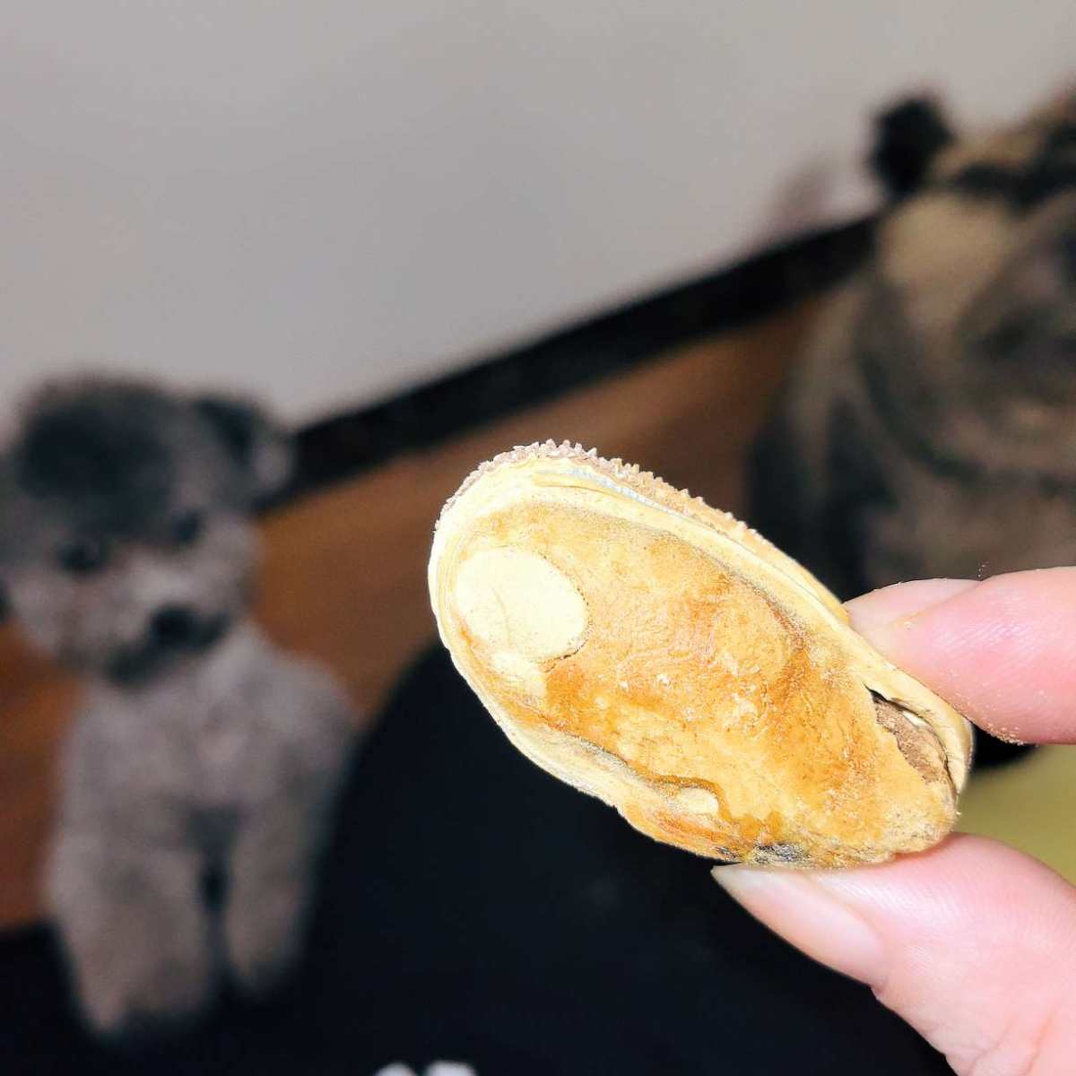 现在宠物的东西还真贵啊，款式也太多了 买了鳕鱼冻干，青口冻干