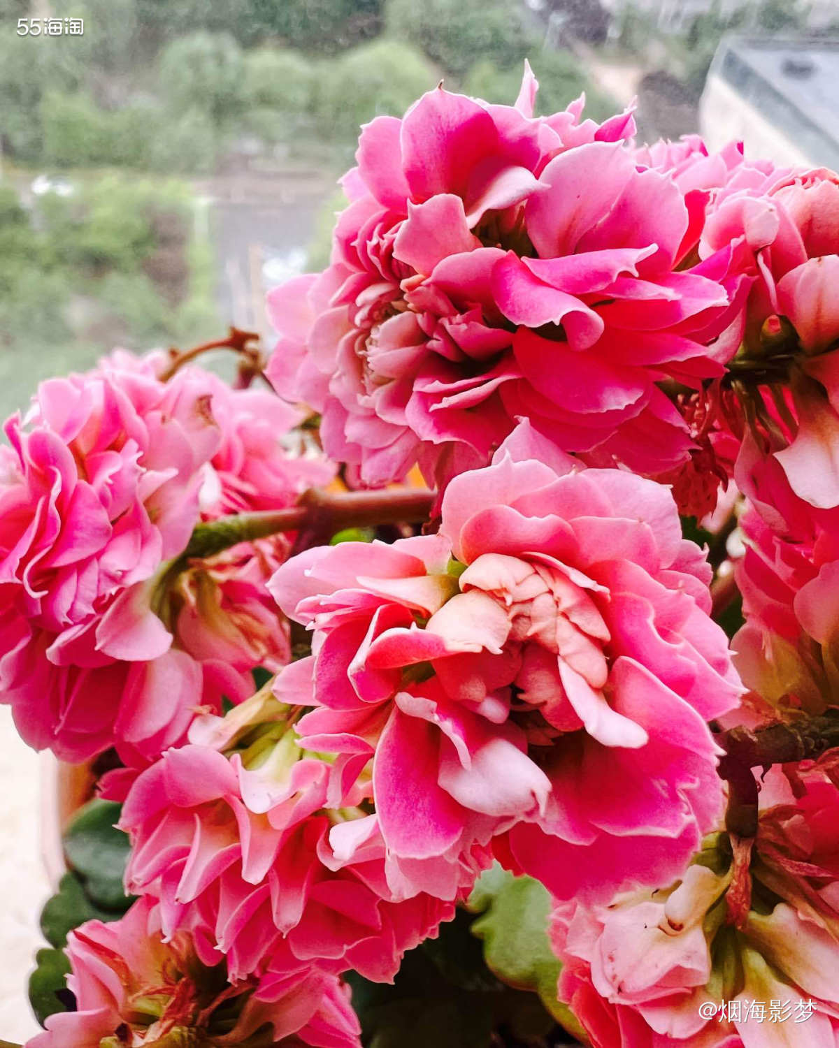 嗨，这是我养的长寿花，希望看到我的小花花以后，你的心情会变得