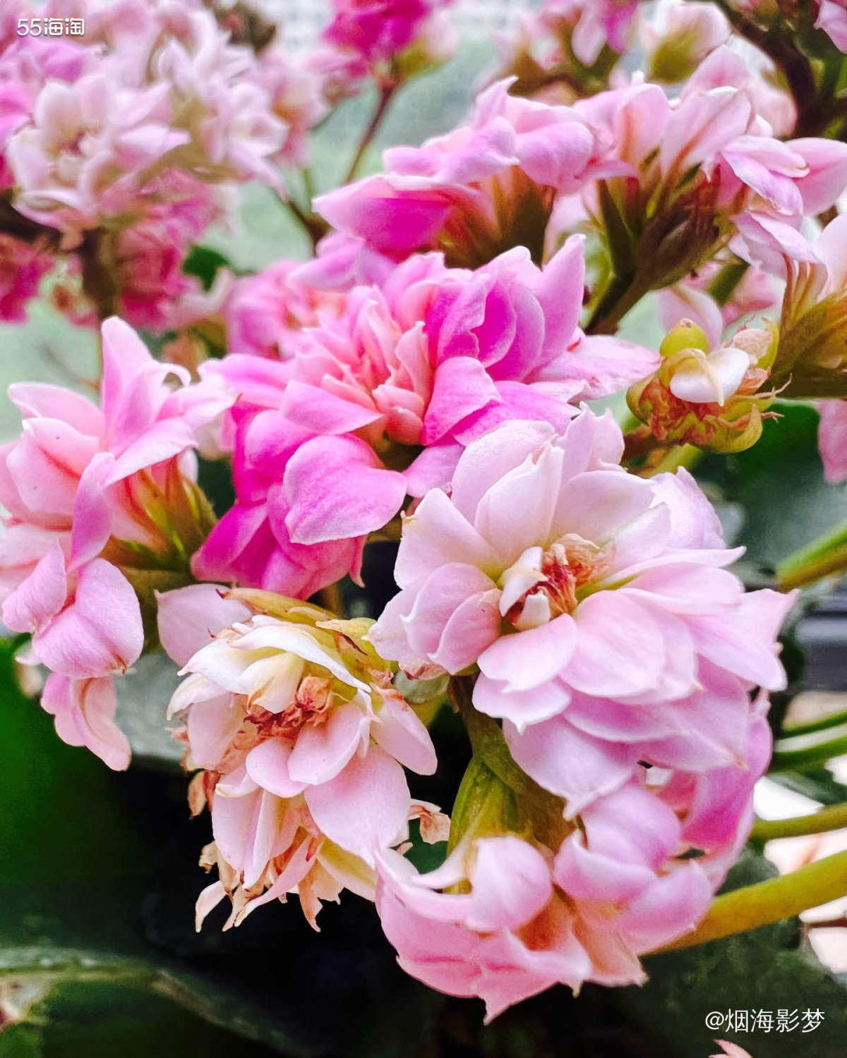 嗨，这是我养的长寿花，希望看到我的小花花以后，你的心情会变得