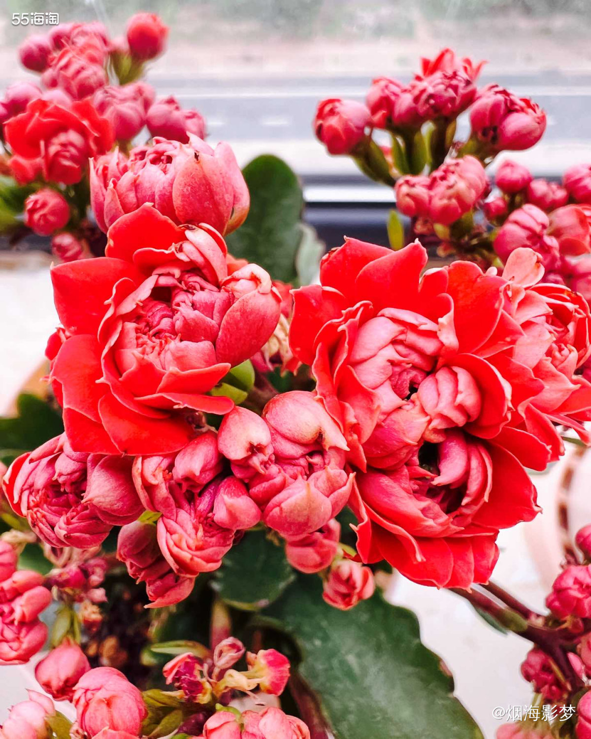 嗨，这是我养的长寿花，希望看到我的小花花以后，你的心情会变得