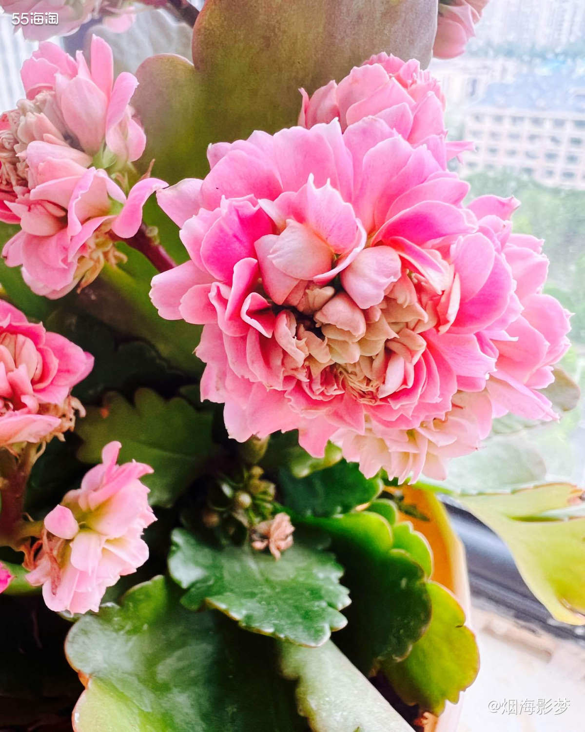 嗨，这是我养的长寿花，希望看到我的小花花以后，你的心情会变得