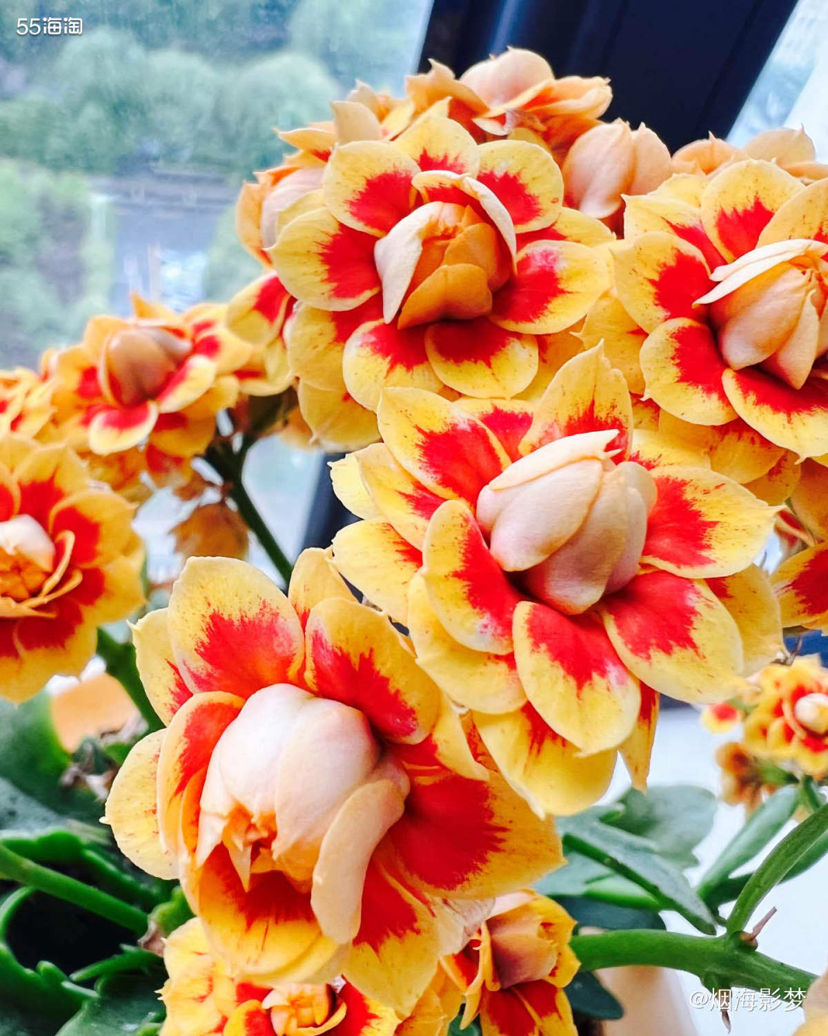 嗨，这是我养的长寿花，希望看到我的小花花以后，你的心情会变得