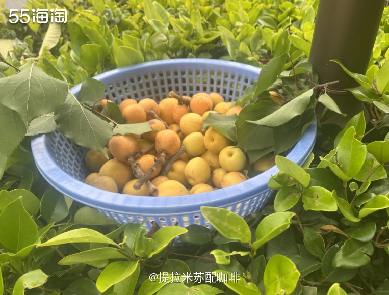 门口有一棵特别大的杏树，每年都会结好多杏子，黄灿灿的，小区里