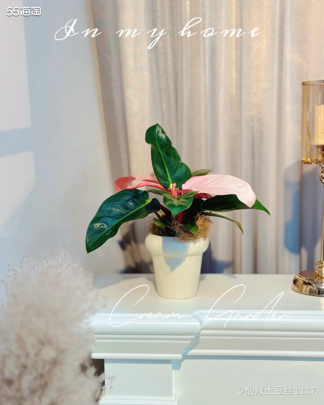 你的新学期的到来，随着新学期的到来就想买各种绿植，然后上抖音