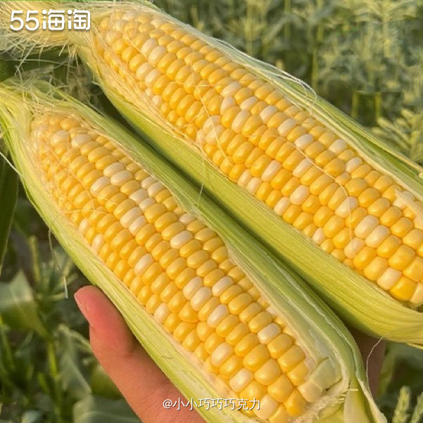 上次买的玉米吃完了，家里人都挺喜欢吃的，所以又来淘宝回购一点