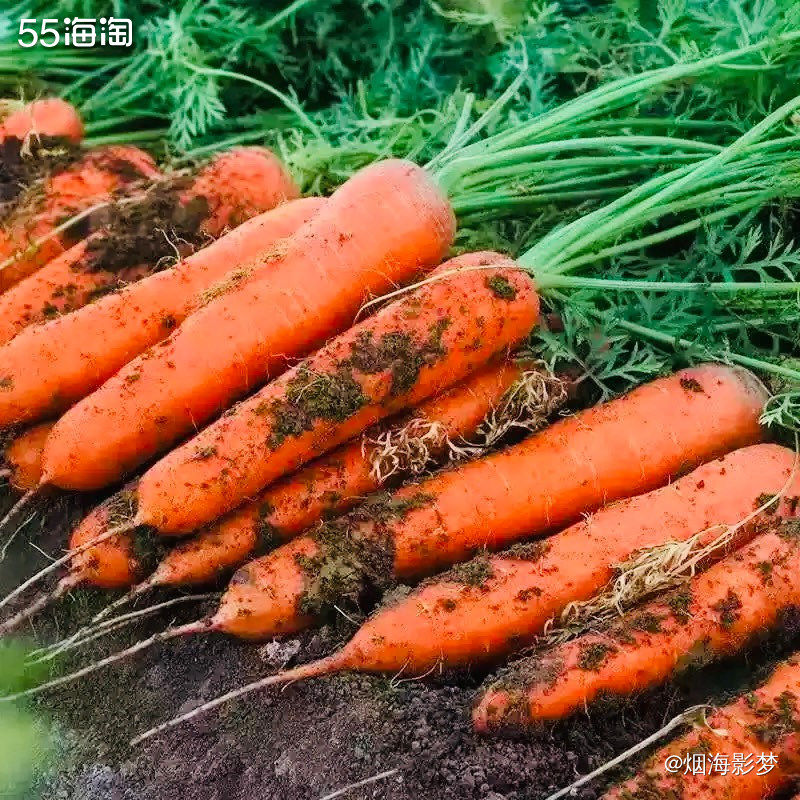 一分钱兑换的胡萝卜收到啦，果型饱满，分量足够，而且还是还是带