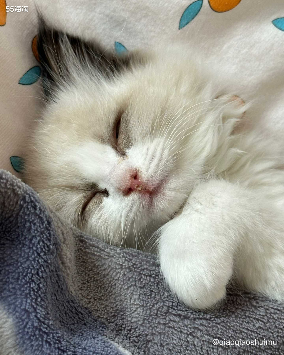 现在养猫讲究可太多了……不能吃人饭，要吃猫粮、吃鱼油、猫条，