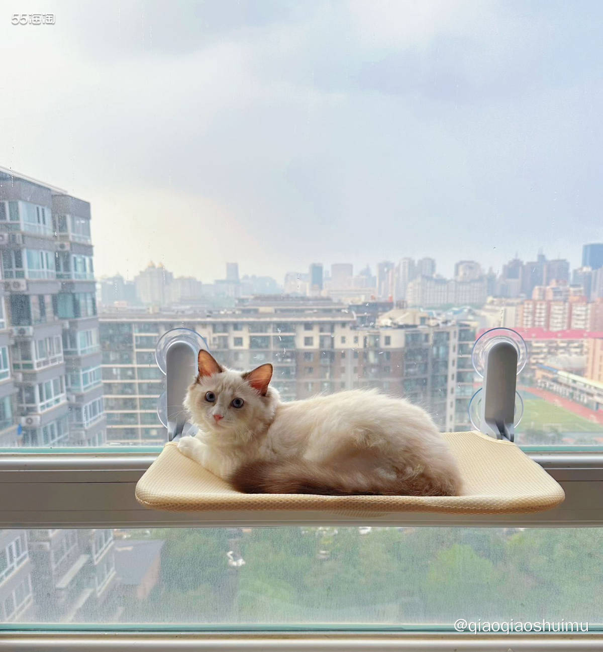 前几天突发奇想，给猫主子买了个吊床。 我家阳台窗玻璃很大，吸