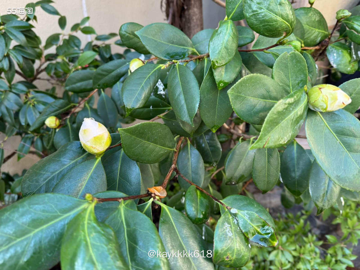 来京都就一定要去Le LABO排限定，所以出门很早想着先安排