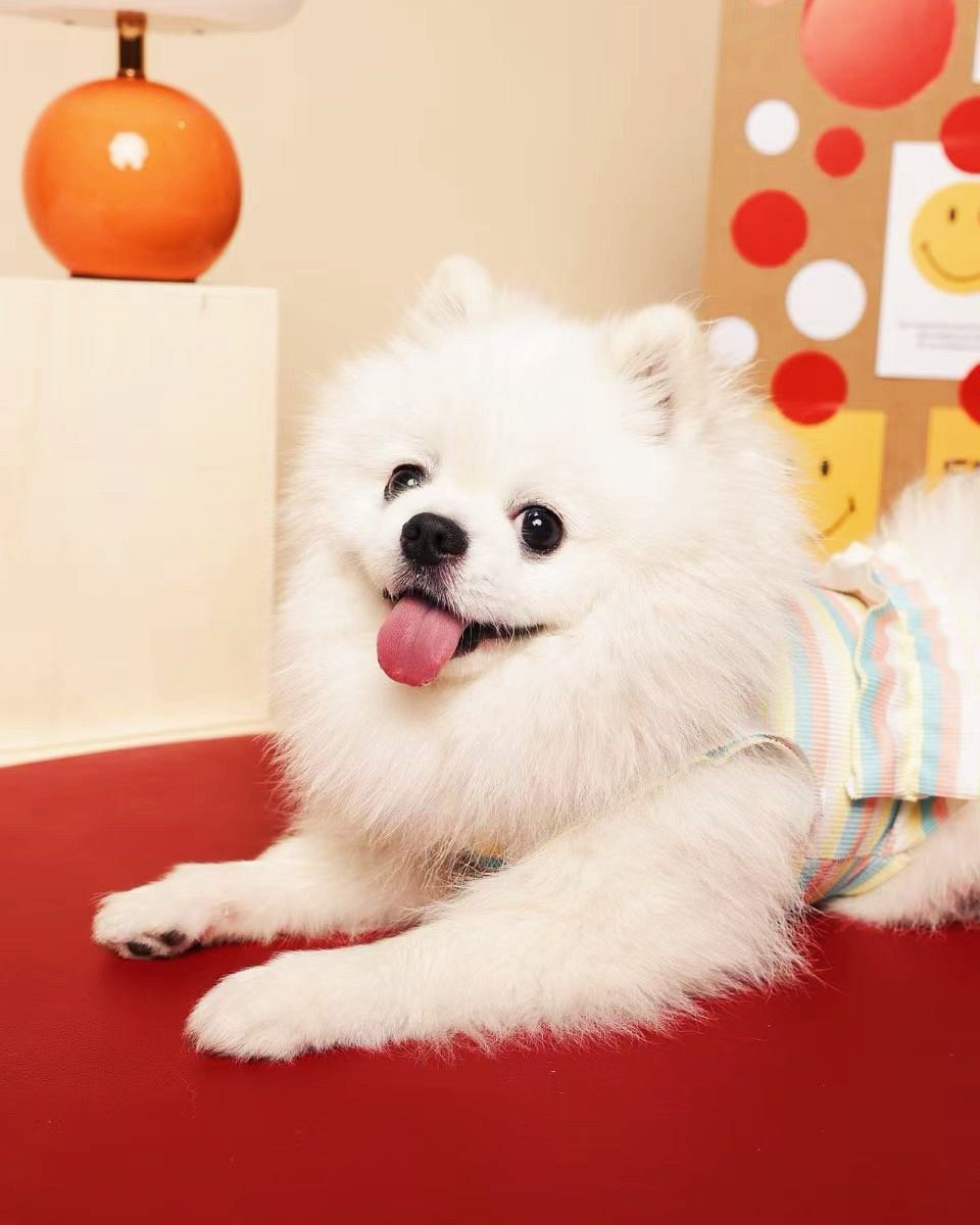 养博美才知道，这个品种天生心cui弱、骨骼纤细，髌骨容易出问