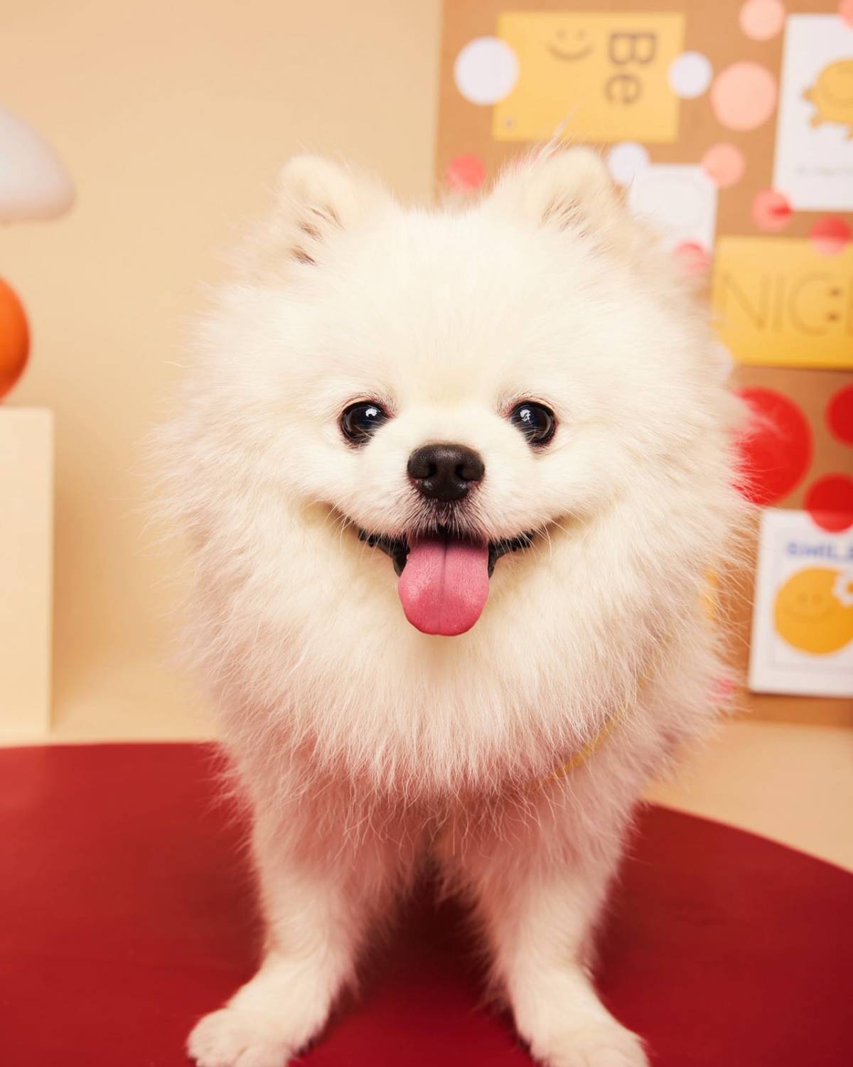 养博美才知道，这个品种天生心cui弱、骨骼纤细，髌骨容易出问