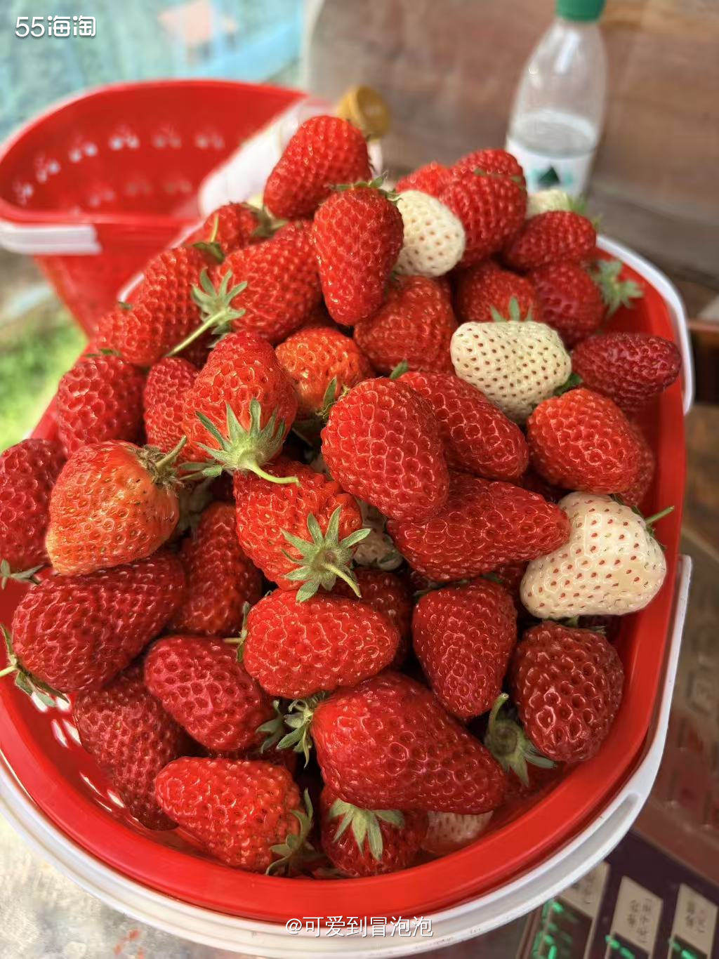 今年还没去摘过草莓，临时被朋友叫去，没想到赶上了尾巴场！人太