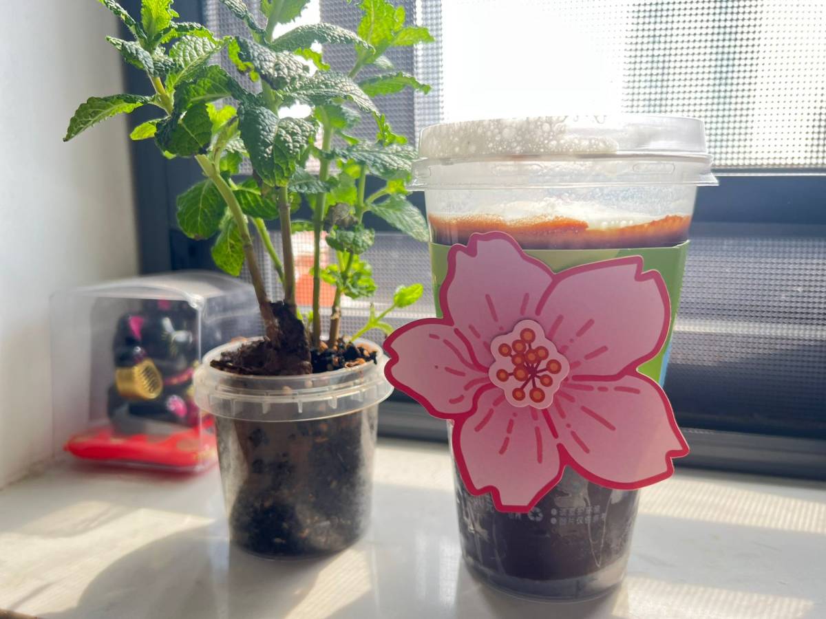 最近在网上被种草的全家薄荷巧克力捏捏杯买回来了～ **都也有